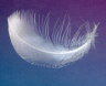 feather